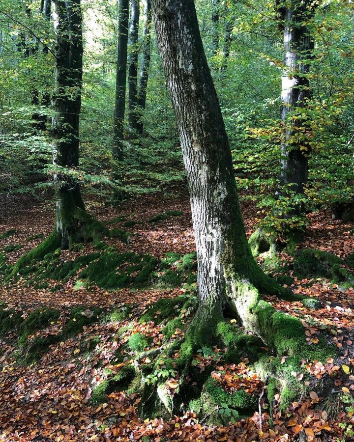 Gartenblick ライヒリンゲン エクステリア 写真