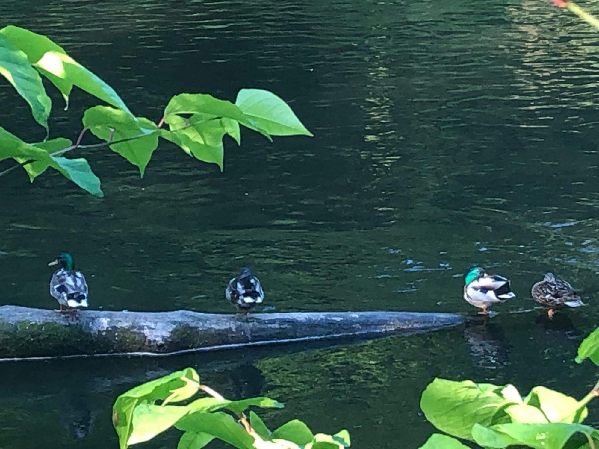 Gartenblick ライヒリンゲン エクステリア 写真