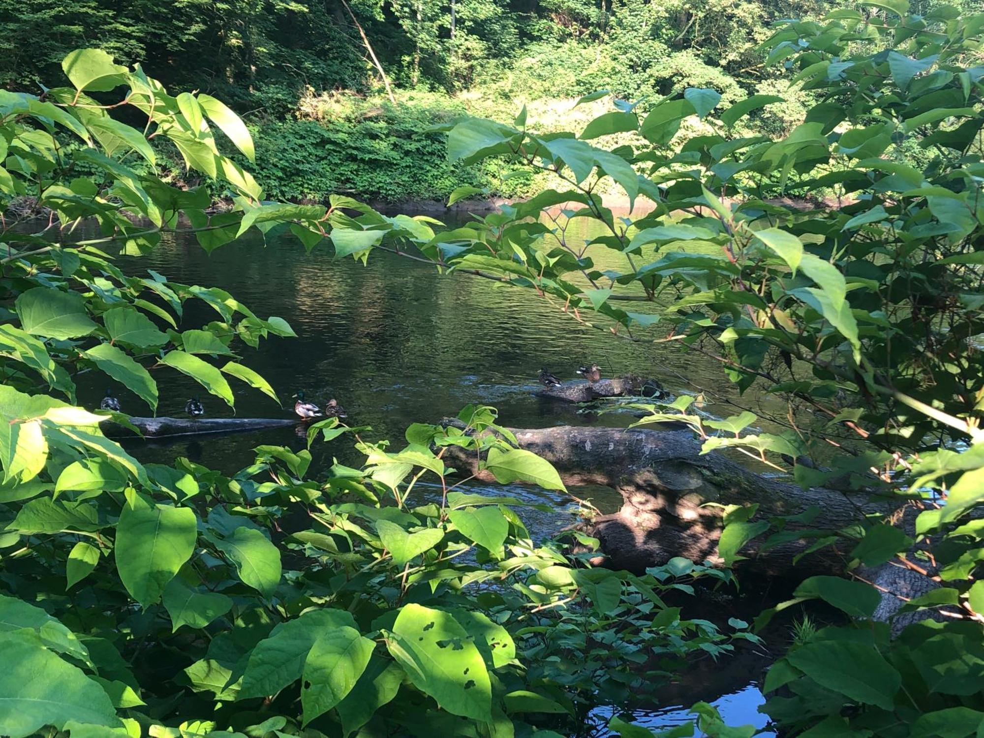 Gartenblick ライヒリンゲン エクステリア 写真